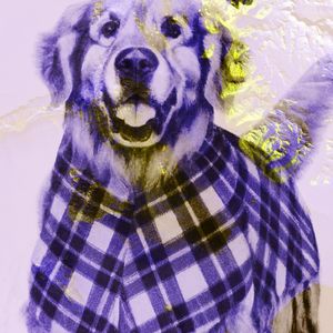 Tartan Golden Retriever