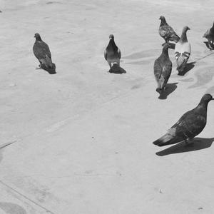 Camels/Poinsettia (feat. Olympia) (Explicit)