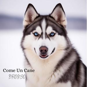 Come Un Cane