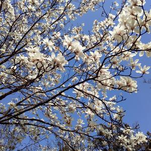 【古筝】左手指月