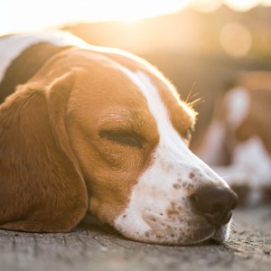 Sonidos Tranquilos De Mascotas