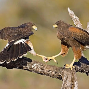 WEW (feat. Babyr3dd & B4BYJ) (Explicit)