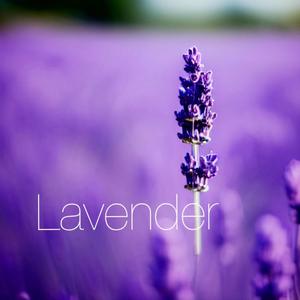 Lavender