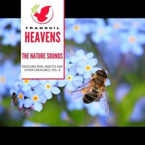 The Nature Sounds - Drizzling Rain, Insects and other Creatures, Vol. 8