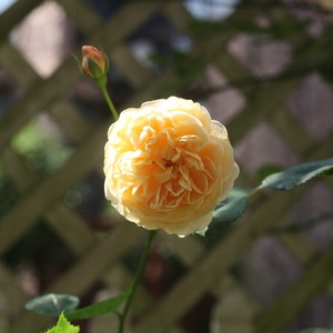 爱你在心口难开