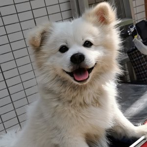 别调皮了,我的小狗