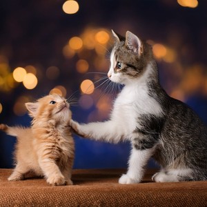 El Sueño De Un Cachorro