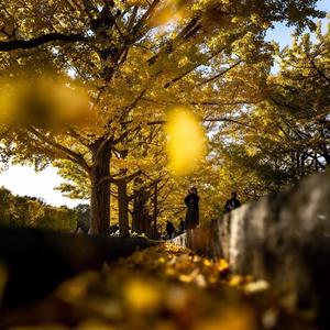 Mike Carr - Beautiful Disaster