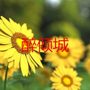 醉倾城