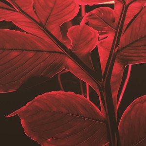 Red Leaves (Explicit)