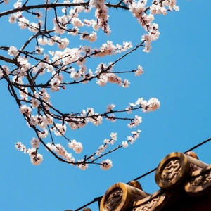 【记·无根攻略】画眉