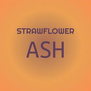 Strawflower Ash