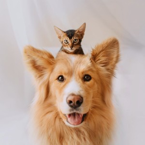 Calming Music for Pets’ Relaxation