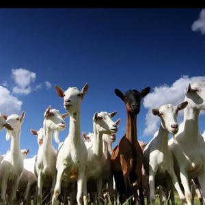Goats (feat. Shoxx Inferno, P.O.L & Luffy Son of God) (Explicit)