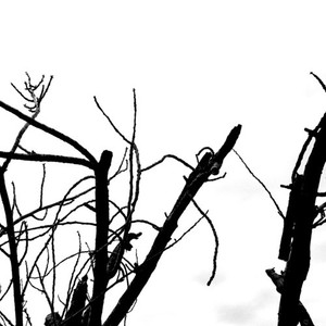 私は歌う、ゆえに私は存在する