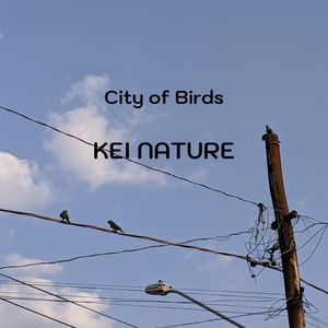 City of Birds