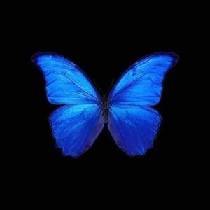 BUTTERFLIES (Explicit)