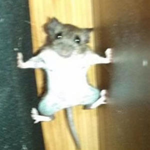 RATS LUCK (Explicit)