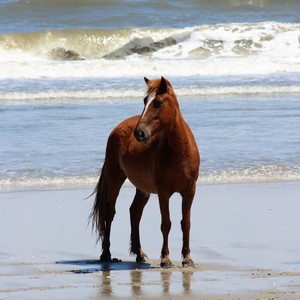 Lost In Manteo(feat. Logan Hill)