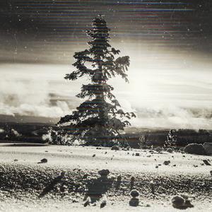 Cold Leaves (of Winter)