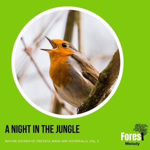 A Night in the Jungle - Nature Sounds of Crickets, Birds and Waterfalls, Vol. 3