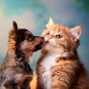 Ritmos Relajantes Para Almas Animales