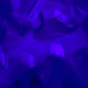 party popper (feat. funeral) (Explicit)