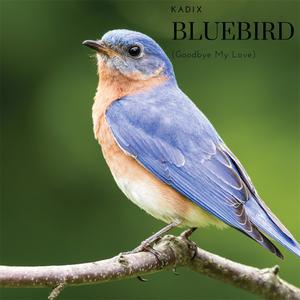 Bluebird (Goodbye My Love)