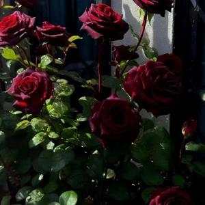 花海 (Prod.Gr33nart)