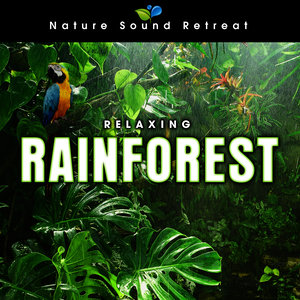 Relaxing Rainforest for Meditation & Relaxation