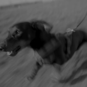 Pitty (Explicit)