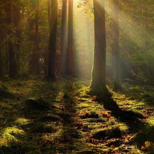 If You Lose (Explicit)