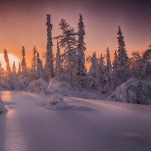 winter tundra