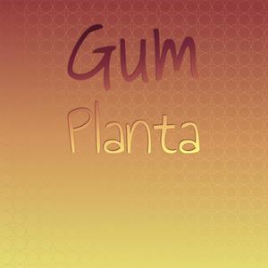 Gum Planta