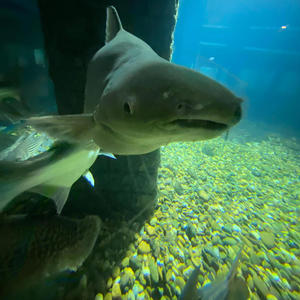 the sea is a fish tank