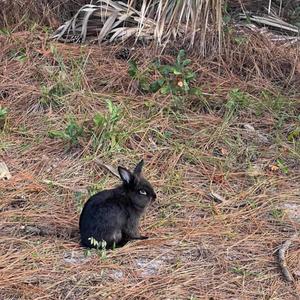 Drenched In Filth (feat. CJ Mccreery & Immortal Disfigurement) (Explicit)