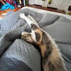 i found this song in my bandlab songs istg i don't remember making this **** (Explicit)