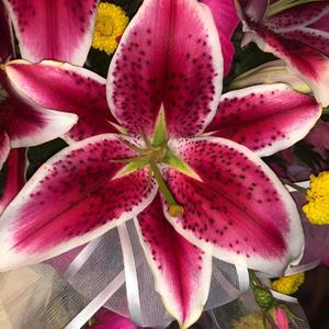 Pony Show (Explicit)