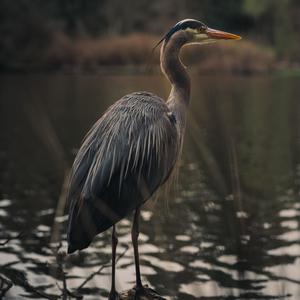 De Blauwe Reiger