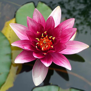 Lotus (feat. raakasipuli & K. Väisänen)