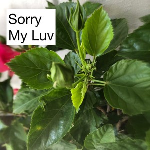 Sorry My Luv