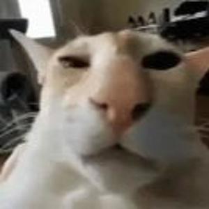 cash money *****es ect (feat. lil cattocks) (Explicit)