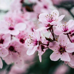 Sakura's Blossom (Relaxing Piano Melody)