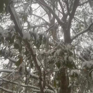 SAY SO!/ZEROS! (feat. DIVNIT) (Explicit)