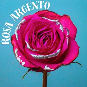 Rosa argento
