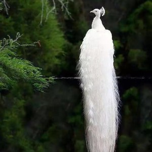 黄梅戏 风尘女画家.海滩别