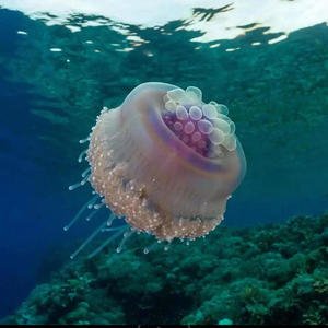 Zero LOve (feat. T jeff)