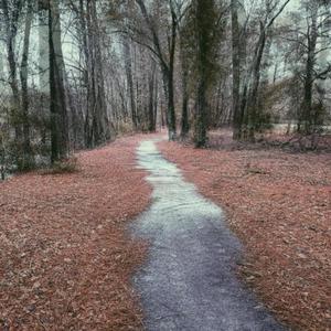 Where Do the Trees Go When the Leaves Fall? (feat. hollow.soul)