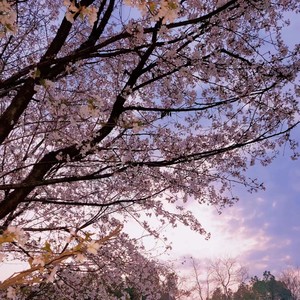 三月樱花和你 (伴奏)