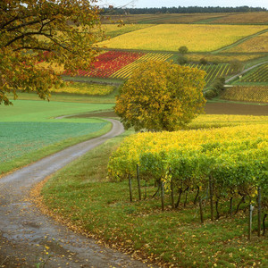 一元一串的钵钵鸡